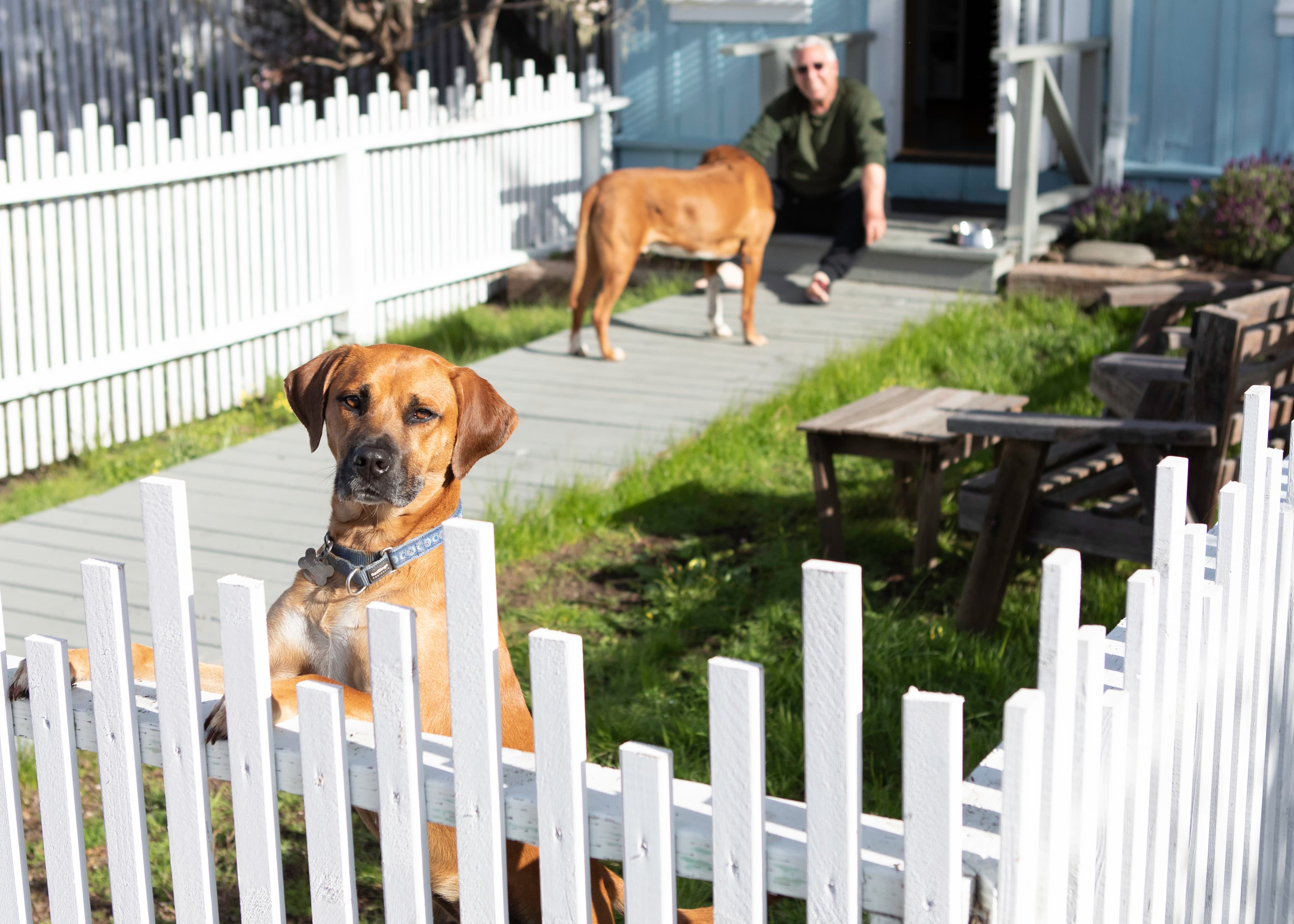 A brown dog peers over a white picket fence at a man and another dog enjoying the sunshine in a garden.