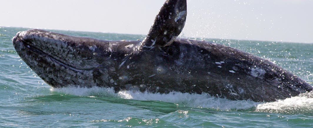 A gray whale breaches the surface of the ocean, spraying water into the air.