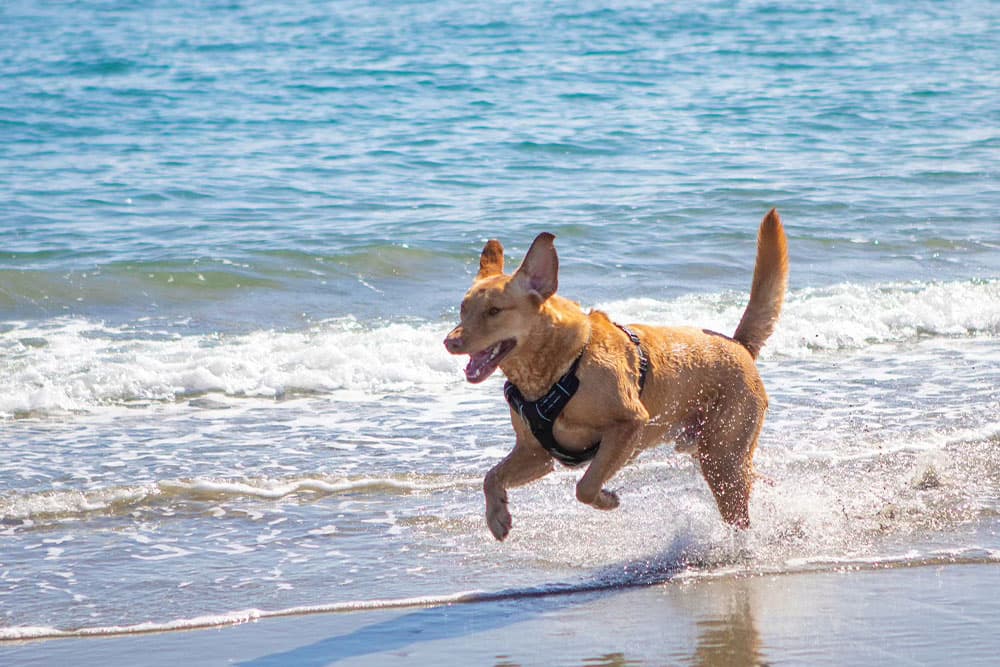 A happy dog runs through the surf at a sunny beach.