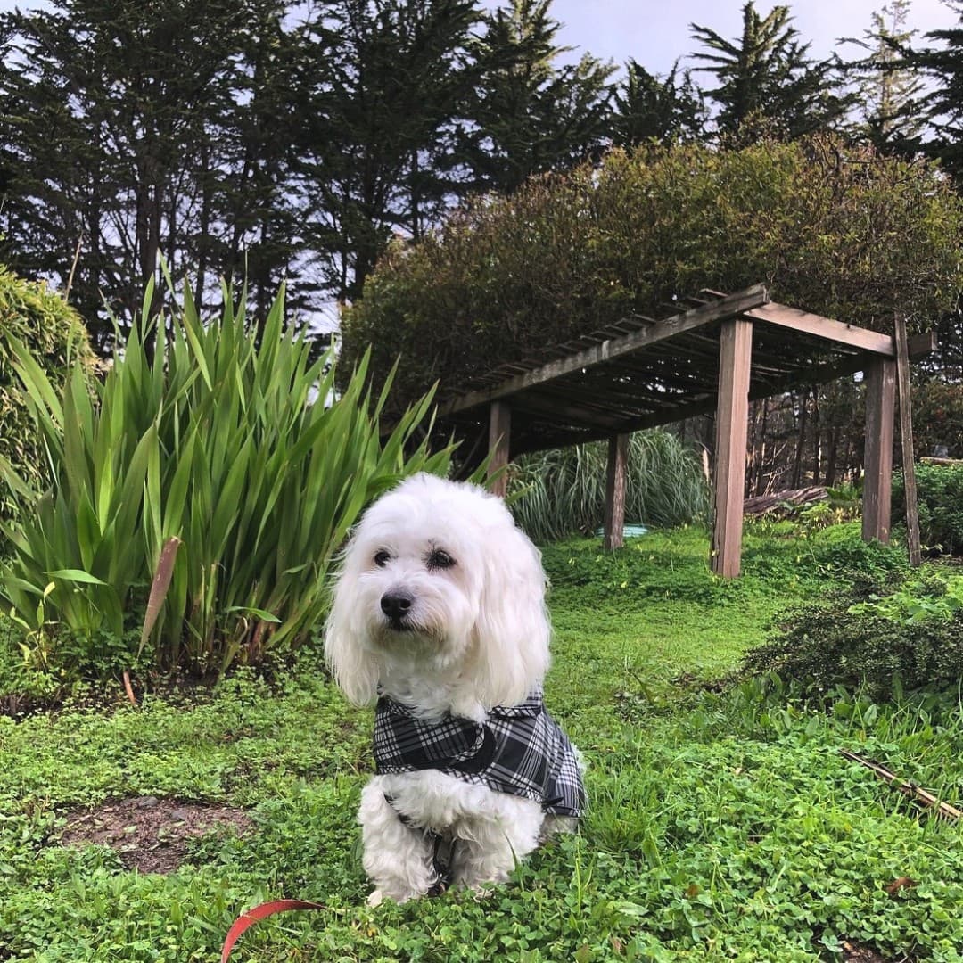 A small white dog in a plaid jacket sits calmly in a lush green garden.