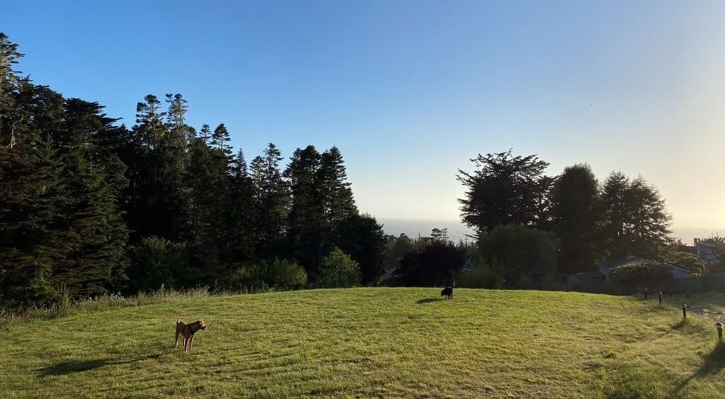 A grassy field with two dogs and a backdrop of trees and a distant horizon.