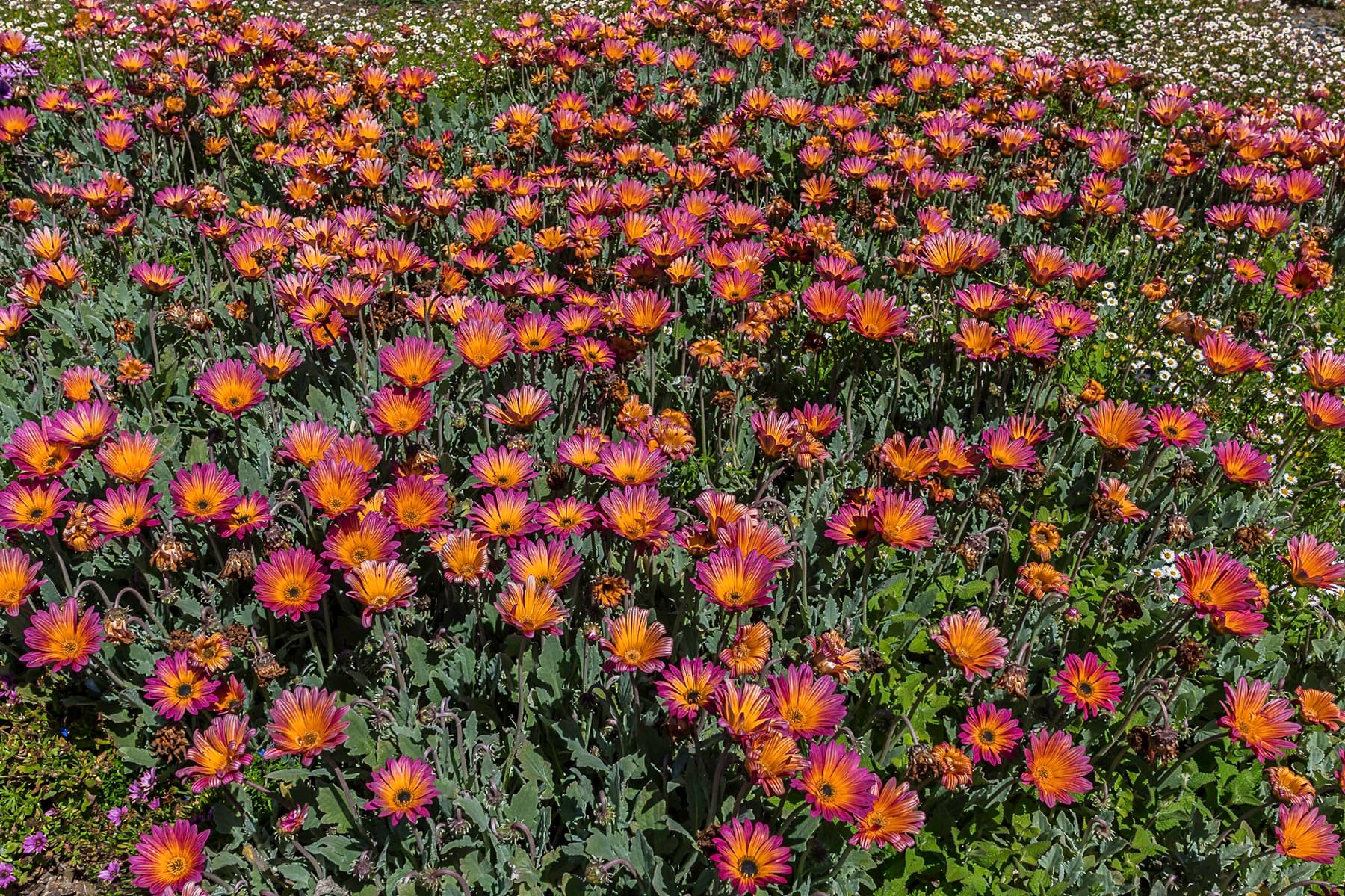 A vibrant field of orange and pink flowers in full bloom.