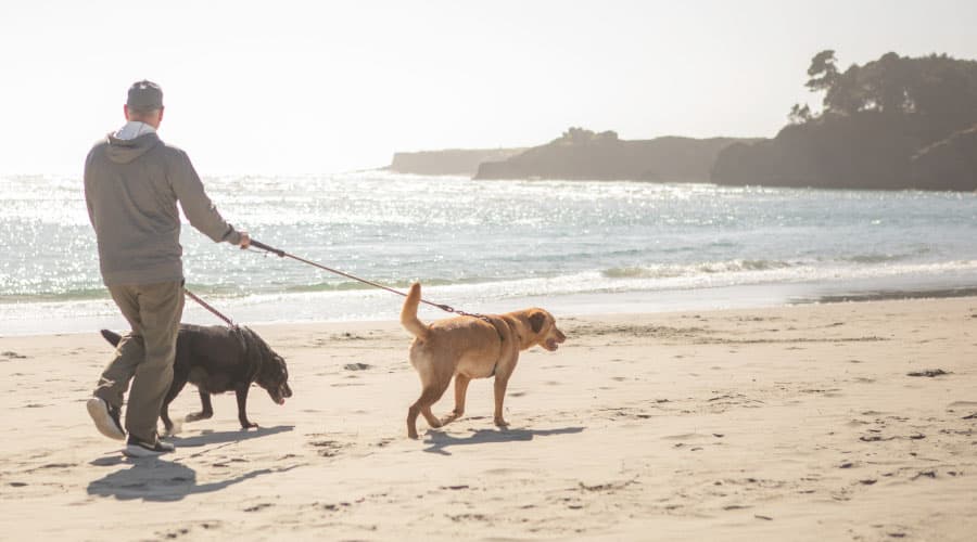 A person walks two dogs along a sandy beach with ocean waves in the background.
