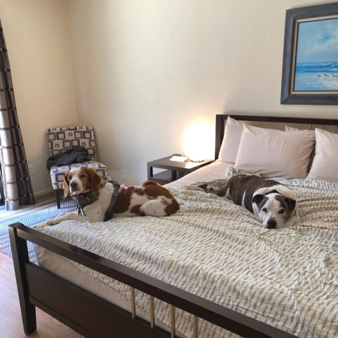 Two dogs lounging on a bed in a cozy room.