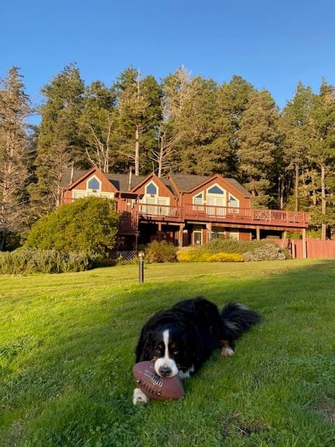 A Bernese Mountain Dog lies on the grass holding a football, with a wooden house and trees in the background.