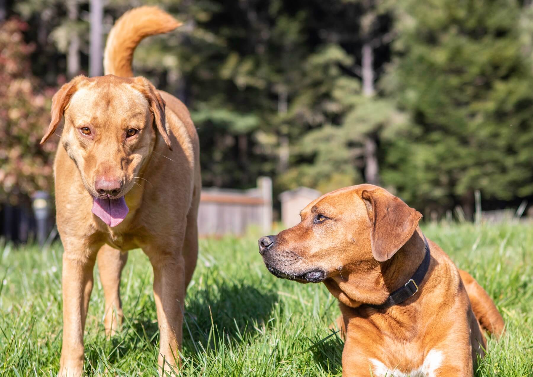 Two dogs playfully interact in a grassy field.