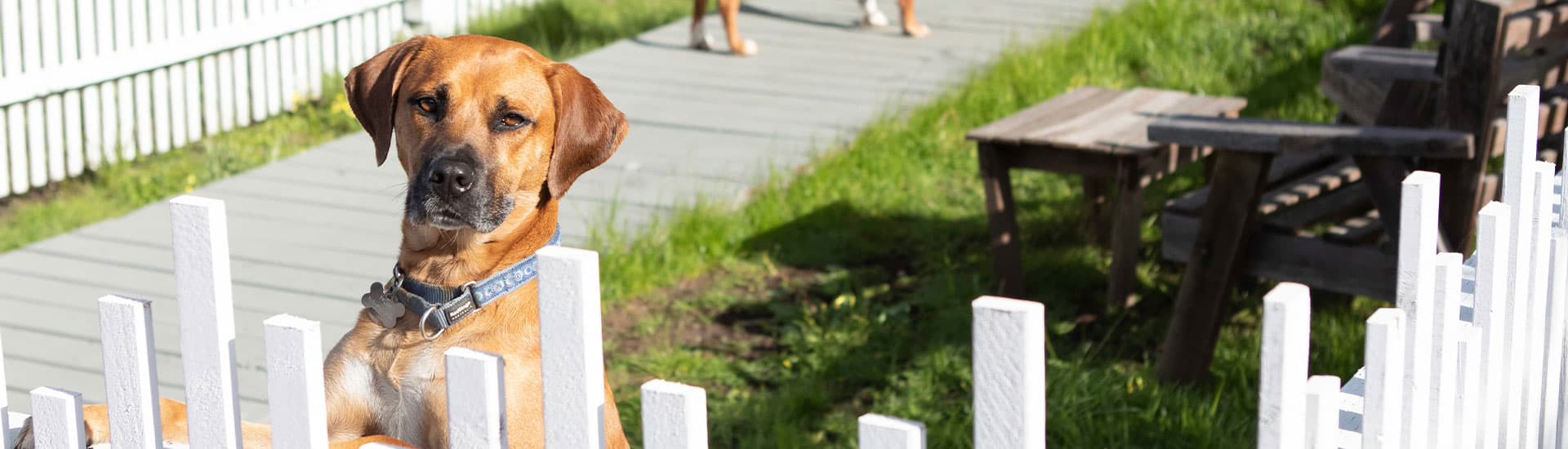 A dog looks over a white picket fence in a sunny yard.