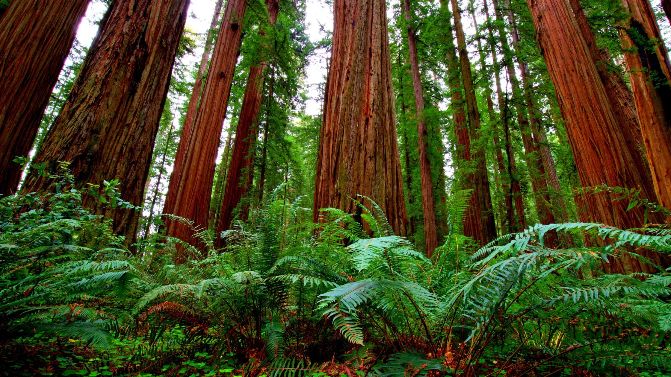 Tall redwood trees surrounded by lush ferns in a dense forest.