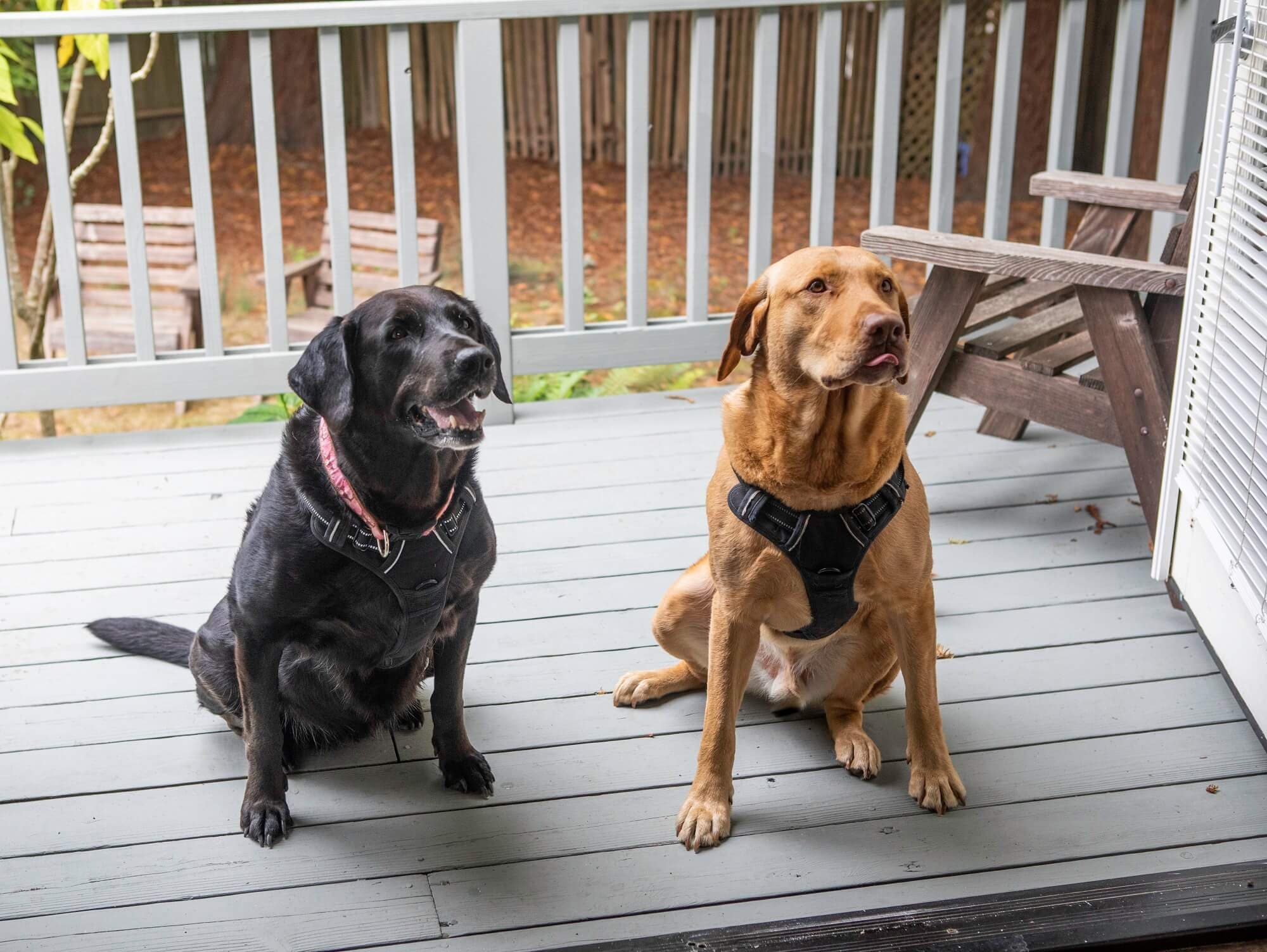 Two dogs, a black lab and a yellow lab, sit together on a porch.