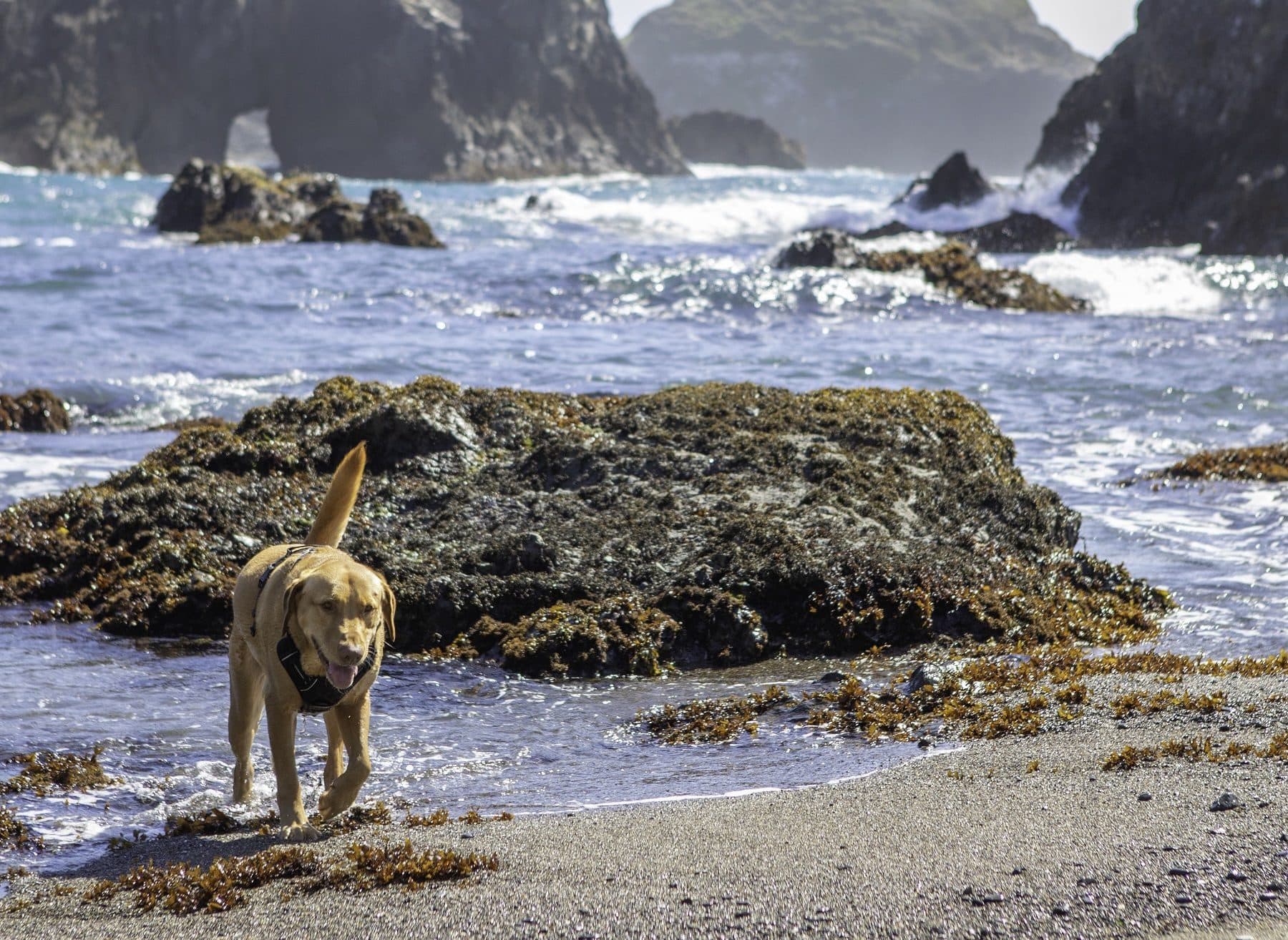 A dog walks along a rocky beach with waves crashing in the background.