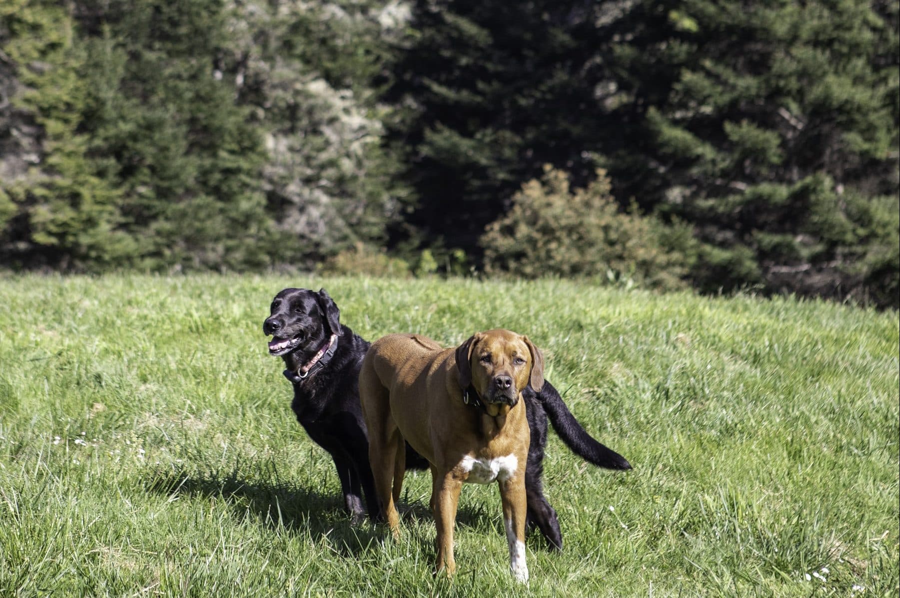 Two dogs, one black and one brown, stand in a grassy field surrounded by trees.